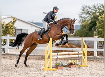 Holsteiner, Wallach, 5 Jahre, 172 cm, Rotbrauner