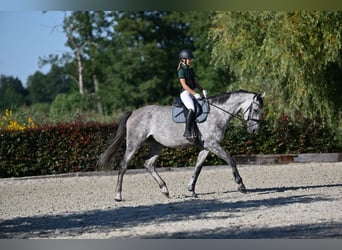 Holsteiner, Wallach, 5 Jahre, 172 cm, Schimmel