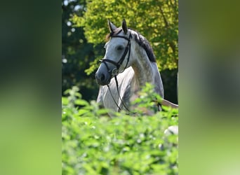 Holsteiner, Wallach, 5 Jahre, 172 cm, Schimmel