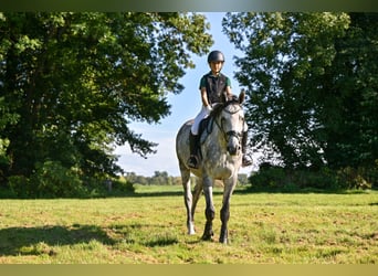 Holsteiner, Wallach, 5 Jahre, 172 cm, Schimmel