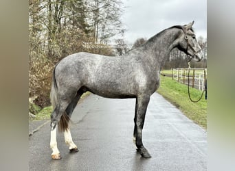Holsteiner, Wallach, 5 Jahre, 172 cm, Schimmel