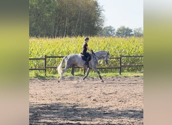 Holsteiner, Wallach, 5 Jahre, 172 cm, Schimmel
