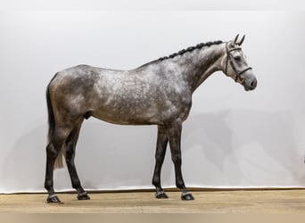 Holsteiner, Wallach, 5 Jahre, 172 cm, Schimmel