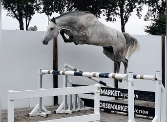 Holsteiner, Wallach, 5 Jahre, 172 cm, Schimmel