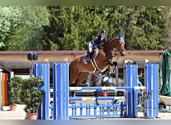 Holsteiner, Wallach, 5 Jahre, 173 cm, Brauner