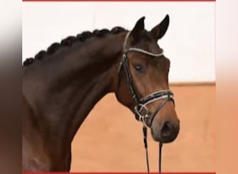 Holsteiner, Wallach, 5 Jahre, 174 cm, Dunkelbrauner