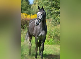 Holsteiner, Wallach, 5 Jahre, 174 cm, Schimmel