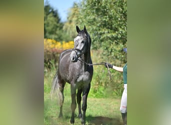 Holsteiner, Wallach, 5 Jahre, 174 cm, Schimmel