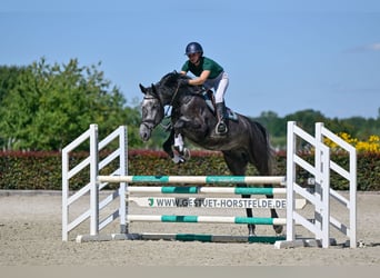 Holsteiner, Wallach, 5 Jahre, 174 cm, Schimmel