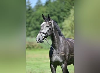 Holsteiner, Wallach, 5 Jahre, 174 cm