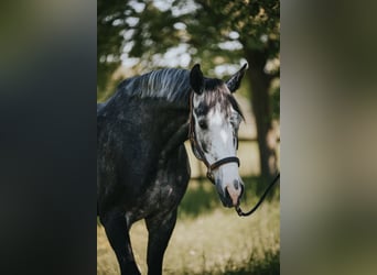 Holsteiner, Wallach, 5 Jahre, 175 cm, Blauschimmel