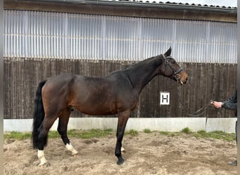 Holsteiner, Wallach, 5 Jahre, 175 cm, Brauner