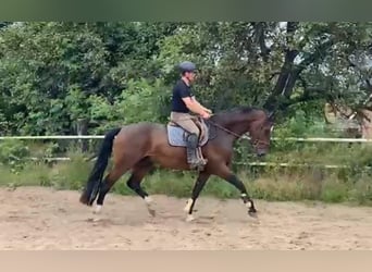 Holsteiner, Wallach, 5 Jahre, 175 cm, Brauner