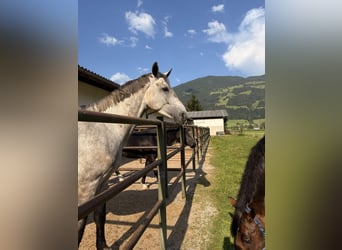 Holsteiner, Wallach, 5 Jahre, 175 cm, Schimmel