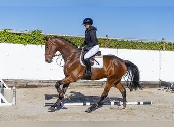 Holsteiner, Wallach, 5 Jahre, 176 cm, Brauner