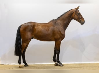Holsteiner, Wallach, 5 Jahre, 176 cm, Brauner