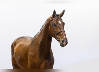 Holsteiner, Wallach, 5 Jahre, 176 cm, Brauner