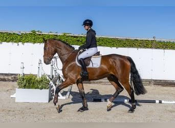 Holsteiner, Wallach, 5 Jahre, 176 cm, Brauner