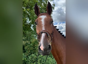 Holsteiner, Wallach, 5 Jahre, 176 cm, Brauner