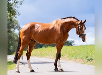 Holsteiner, Wallach, 5 Jahre, 177 cm, Brauner