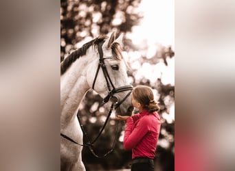 Holsteiner, Wallach, 5 Jahre, 180 cm, Apfelschimmel