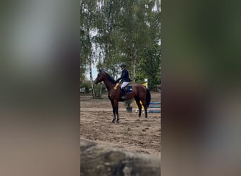 Holsteiner, Wallach, 5 Jahre, 180 cm, Brauner