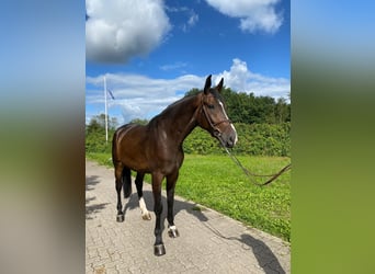 Holsteiner, Wallach, 5 Jahre, 180 cm, Dunkelbrauner
