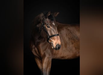 Holsteiner, Wallach, 5 Jahre, 180 cm, Rotbrauner