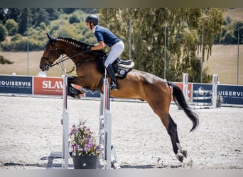 Holsteiner, Wallach, 5 Jahre, 180 cm, Rotbrauner