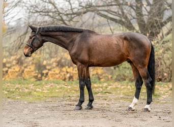 Holsteiner, Wallach, 5 Jahre, 180 cm, Rotbrauner