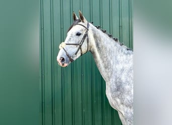 Holsteiner, Wallach, 5 Jahre, Schimmel