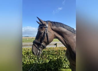 Holsteiner, Wallach, 5 Jahre, Schwarzbrauner