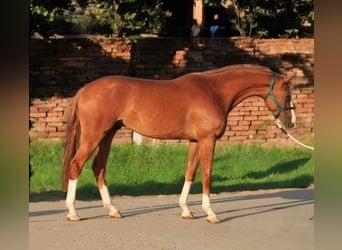 Holsteiner, Wallach, 5 Jahre