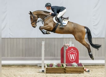 Holsteiner, Wallach, 5 Jahre