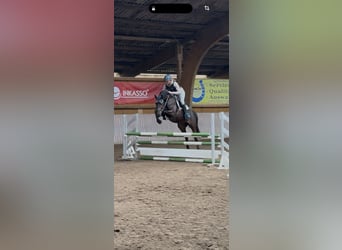 Holsteiner, Wallach, 6 Jahre, 162 cm, Brauner