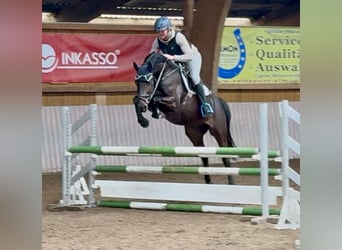 Holsteiner, Wallach, 6 Jahre, 162 cm, Brauner