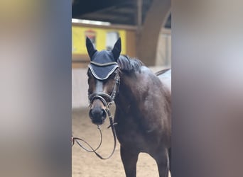 Holsteiner, Wallach, 6 Jahre, 162 cm, Brauner