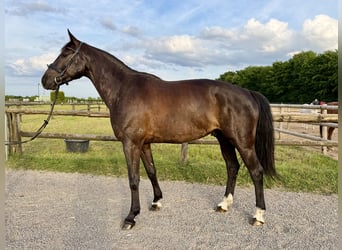 Holsteiner, Wallach, 6 Jahre, 163 cm, Rappe