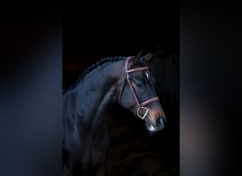 Holsteiner, Wallach, 6 Jahre, 163 cm, Schwarzbrauner