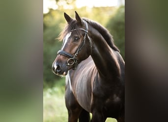 Holsteiner, Wallach, 6 Jahre, 164 cm, Brauner