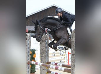 Holsteiner, Wallach, 6 Jahre, 164 cm, Rappe
