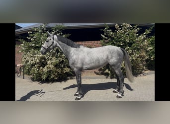 Holsteiner, Wallach, 6 Jahre, 164 cm, Schimmel