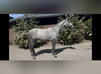 Holsteiner, Wallach, 6 Jahre, 164 cm, Schimmel