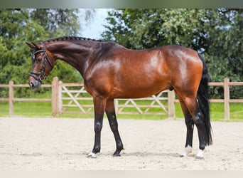 Holsteiner, Wallach, 6 Jahre, 165 cm, Brauner
