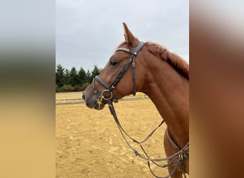 Holsteiner, Wallach, 6 Jahre, 165 cm, Fuchs