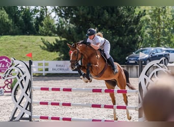 Holsteiner, Wallach, 6 Jahre, 165 cm, Rotbrauner