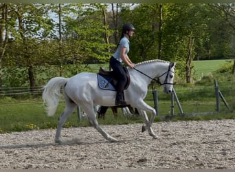 Holsteiner, Wallach, 6 Jahre, 165 cm, Schimmel