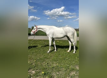 Holsteiner, Wallach, 6 Jahre, 165 cm, Schimmel