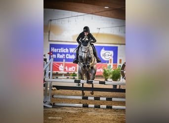 Holsteiner, Wallach, 6 Jahre, 165 cm