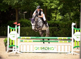 Holsteiner, Wallach, 6 Jahre, 165 cm